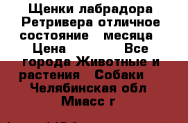 Щенки лабрадора Ретривера отличное состояние 2 месяца › Цена ­ 30 000 - Все города Животные и растения » Собаки   . Челябинская обл.,Миасс г.